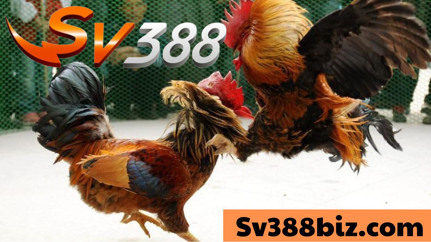 SV388 | Nhà cái đá gà uy tín – Trang đá gà ăn tiền trên mạng uy tín nhất