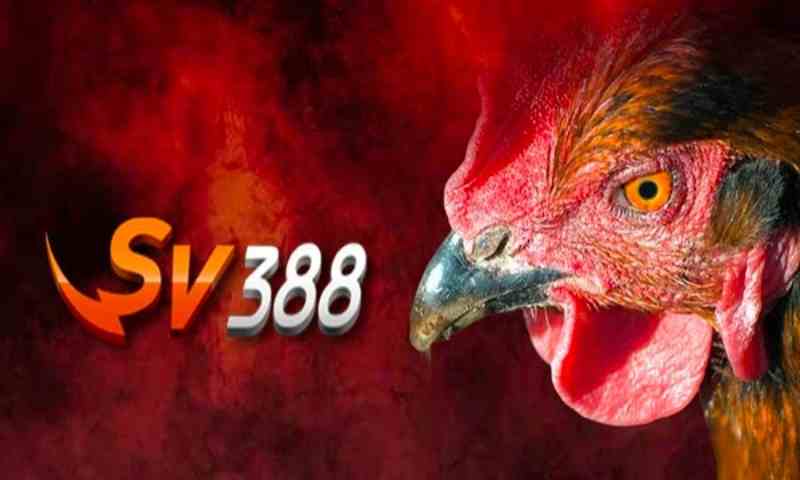 SV388 | SV388TOP | Đá gà SV388 uy tín Việt Nam