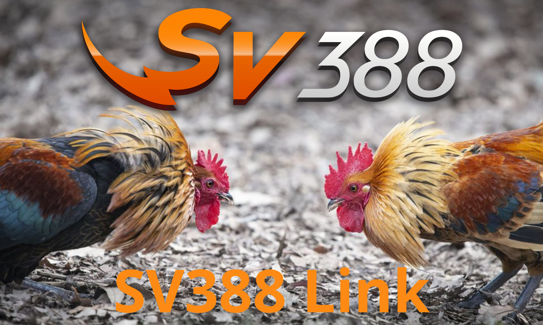 SV388 -?️ Link nhà cái đá gà uy tín – SV888