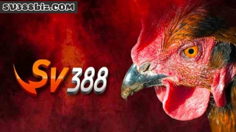 SV388 Biz – Đá gà Thomo SV388 chính thức tại Việt Nam